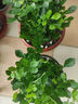 九里香盆栽茉莉花綠植室內(nèi)驅(qū)蚊四季開花帶花苞七里香水培盆景植物 高約16cm桌面款九里香原盆1盆 九里香 曬單實(shí)拍圖