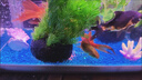 定制魚缸造景魚缸底砂海藍玻璃砂魚缸造景擺件魚缸鋪底石水族造景 4斤水晶粗砂+1斤海藍砂 曬單實拍圖