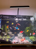 沃韋朗魚缸燈水草燈LED防水全光譜草缸水族夾燈 沃韋朗夾燈G16-B【觀賞魚版】 曬單實(shí)拍圖