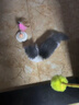 華元寵具（hoopet）貓玩具電動逗貓棒智能貓轉(zhuǎn)盤神器自嗨解悶貓咪寵物狗狗全自動用品 曬單實(shí)拍圖