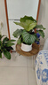 青蘋果竹芋盆栽室內(nèi)吸甲醛凈化空氣辦公桌面觀葉植物四季常青好養(yǎng) 蘋果竹芋55-60厘米【原土】 曬單實拍圖