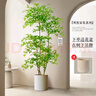 未歐南天竹仿真綠植盆栽高端輕奢室內(nèi)客廳裝飾擺件大型造景落地假花樹 180cm 4桿南天竹+輕奢花盆 曬單實拍圖