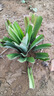 言覺(jué)臺灣金鉆鳳梨苗陽(yáng)臺庭院盆栽 地菠蘿果樹(shù)苗南方盆栽地栽帶葉 17號金鉆鳳梨5棵 曬單實(shí)拍圖