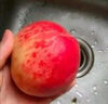 京愿 新鮮水蜜桃 毛桃 脆甜桃子 紅不軟  當(dāng)季新鮮孕婦水果生鮮 3斤裝（凈重2.7斤） 曬單實(shí)拍圖