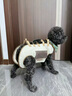 BNBNO卡通寵物用便攜手提單肩斜挎包貓咪狗狗小型犬露頭可拎牽引繩挎包 曬單實(shí)拍圖
