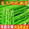 蘆筍新鮮5斤山東產(chǎn)地現挖嫩筍當季農家蔬菜綠蘆筍青筍春筍龍須菜 2斤 青蘆筍大筍 曬單實(shí)拍圖