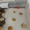 森森魚缸過濾器三合一內(nèi)置小型水族箱過濾系統(tǒng)增氧泵XQP-1000F 15W 曬單實拍圖