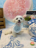 【純種】馬爾濟斯犬幼犬韓版小體寵物小狗狗韓系活體幼崽小型犬 寵物級 【更多幼犬】聯(lián)系客服挑選 曬單實拍圖