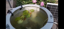 HASE太陽(yáng)能魚(yú)池過(guò)濾器低壓戶(hù)外小型水池養(yǎng)魚(yú)水循環(huán)系統(tǒng)過(guò)濾箱桶抽水泵 【日用套餐】太陽(yáng)能過(guò)濾桶25W 適合1噸水內(nèi) 曬單實(shí)拍圖