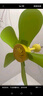 中聯(lián)（ZOLEE）中聯(lián)小吊扇小型迷你兒童嬰兒蚊帳扇靜音微風(fēng)扇家用宿舍學(xué)生吊風(fēng)扇寶寶專用小風(fēng)扇電風(fēng)扇語(yǔ)音聲控 標(biāo)品+5檔定時(shí)線 曬單實(shí)拍圖
