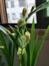 華香園蘭花建蘭 夏皇梅 八大名品之 濃香型辦公室內耐陰綠植盆栽花卉 夏皇梅4苗連體裸根 不帶花苞 曬單實(shí)拍圖