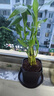 富貴竹盆栽植物室內(nèi)凈化空氣綠植荷花竹辦公室桌面四季好養(yǎng)小盆栽 荷花竹+節(jié)節(jié)高升盆+圓底座【1盆】 盆口直徑約8cm 曬單實拍圖