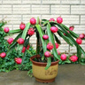 耐寒紅心火龍果樹(shù)苗盆栽陽(yáng)臺庭院種植南北方當年結果水果樹(shù)苗大全 果園基地直發(fā)【超大果超甜】 精選大苗【1顆裝】當年結果爆滿(mǎn) 曬單實(shí)拍圖