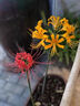 彼岸花種球曼珠沙華紅花換錦石蒜種球陽(yáng)臺盆栽濃香四季播種花種籽 彼岸花種球（紅色） 5個(gè)球直接1-2cm（試種） 曬單實(shí)拍圖
