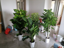 愛(ài)優(yōu)尚發(fā)財樹(shù)大型綠植客廳室內步步高招財樹(shù)辦公室喬遷開(kāi)業(yè)源頭直發(fā) 曬單實(shí)拍圖