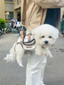 曇蓓漫狗包寵物背帶包外出狗狗背帶中小型犬背狗神器胸前背包貓咪攜帶包 多功能寵物外帶包 S碼（適合4-8斤寵物） 透氣舒適丨不悶毛皮 曬單實拍圖