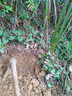 HUAHUIYOU無花果樹苗果樹苗波姬紅盆栽地栽南北方四季種植當(dāng)年結(jié)果發(fā)貨 波姬紅 五年苗 【當(dāng)年結(jié)果】 81cm(含)-110cm(含) 曬單實拍圖