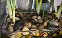 魚缸造景石頭水族箱龜缸多肉底砂雨花石熱敷鵝卵石子 鵝卵石(1-3)厘米一斤 曬單實(shí)拍圖