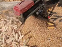 潔暉全自動(dòng)玉米脫粒機(jī)家用新型打玉米脫粒機(jī)剝粒器小型苞米剝粒神器 【精細(xì)型】單筒脫粒機(jī)+安裝禮包 苞米脫粒機(jī)玉米剝粒神器雙滾筒 曬單實(shí)拍圖
