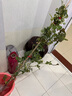 爬藤植物藤本月季花苗四季花卉濃香型玫瑰盆栽庭院陽(yáng)臺薔薇花苗 黃金慶典 帶土發(fā)貨 50-70厘米高 曬單實(shí)拍圖