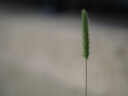 奧之心（OM SYSTEM）45mm F1.2 PRO 定焦人像鏡頭 奧林巴斯微單相機(jī)鏡頭 等效90mm 曬單實(shí)拍圖