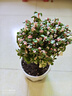 金枝玉葉多肉植物組合盆栽綠植花卉水培水養(yǎng)精品高端冷門稀有老樁 金枝玉葉（原盆原土） 獨桿（高22-30cm） 曬單實拍圖