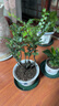 御春閣小葉紫檀樹苗黑骨茶室內(nèi)陽臺盆栽花卉綠植耐寒四季常青微景觀樁形 大號5根一盆30厘米高左右 曬單實(shí)拍圖