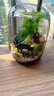 苔蘚微景觀辦公室diy桌面擺件禮物創(chuàng)意造景生態(tài)瓶室內(nèi)綠植盆栽 鳴竹居單景觀 曬單實拍圖