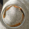 金苔鼠魚魚缸清潔魚工具魚魚缸除藻清理糞便小型熱帶觀賞魚魚活體 金苔鼠4條送備損2條【發(fā)6條】 曬單實(shí)拍圖