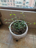 帶花苞筆尖茉莉花盆栽單瓣獨桿濃香型花卉大全陽臺客廳好養(yǎng)活驅(qū)蚊 6年苗【帶花苞】獨桿樹型 曬單實拍圖