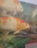 瘋狂石頭亞甲基藍600ml觀賞魚專用白點凈爛身爛尾水霉錦鯉水質(zhì)調(diào)理非魚藥 曬單實拍圖