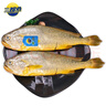 三都港 三去大黃魚凈重700g/2條裝 寧德黃花魚 生鮮 魚類 燒烤 曬單實拍圖