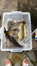 釣魚王 翹嘴子線雙鉤加長金海夕鉤翹嘴魚線組 海夕鉤10#線2.0#1.6米,6付 曬單實拍圖
