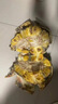 越南菠蘿蜜正宗進(jìn)口鮮果香甜可口果王稀缺脆甜帶皮出果肉40%左右 整果7斤-9斤 曬單實(shí)拍圖