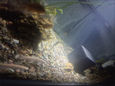 布蘭格迪溪流沙魚缸造景專用鋪底砂原生缸專用大嘰溪流石頭裝飾水族箱石頭 2斤 精品南美生態(tài)沙【細】 曬單實拍圖