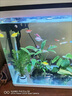 天使觀(guān)賞魚(yú)熱帶小型群游七彩淡水糖果天使魚(yú)新手養易活好養不褪色 多姿多彩天使組合【12條】10條+2條備損 2025款新魚(yú)【3-4厘米】公母搭配可繁殖 曬單實(shí)拍圖