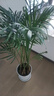 中夢散尾葵植物盆栽客廳大型綠植室內(nèi)辦公室鳳尾竹盆景天堂鳥花卉 散尾葵高1-1.2米+螺紋盆 曬單實(shí)拍圖