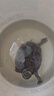 萌正義四合一烏龜糧蝦干面包蟲小魚干巴西龜草龜鱷龜幼龜半水龜通用龜糧 四合一龜糧（1000ml） 曬單實(shí)拍圖