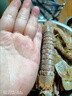 皮皮蝦鮮活蒸熟冷凍蝦爬子蝦姑超特大全母帶膏即食海鮮批發(fā) 中號公蝦約24個(gè) 500克(凈重)  1斤裝【不實(shí)惠】 曬單實(shí)拍圖