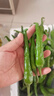 湖南樟樹港原種小辣椒現(xiàn)摘新鮮富曬食用薄皮嫩青線椒農(nóng)產(chǎn)下飯菜 樟樹港原種小辣椒新鮮采摘 2斤 曬單實拍圖