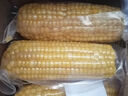 京鮮生東北黃糯玉米棒200g×8根 甜黏玉米 多種包裝隨機發(fā)貨 源頭直發(fā) 曬單實拍圖