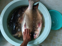 光威光威荒武技二代魚竿鰱鳙大物竿輕量大物超輕超硬釣魚竿臺(tái)釣竿28調(diào) 7.2m 荒武技二代 曬單實(shí)拍圖