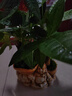 發(fā)財樹盆栽大植物室內(nèi)辦公室桌面客廳小盆景招財樹苗綠植花卉盆栽 三桿發(fā)財樹 5-8cm【原盆】 【送肥料】 曬單實拍圖