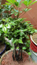 聽(tīng)雪樓名貴小葉紫檀盆景樹(shù)樁室內(nèi)花卉植物辦公桌面綠植樹(shù)苗盆栽h 特大號(hào)多桿一盆5到6桿 含原盆 曬單實(shí)拍圖