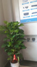 愛(ài)優(yōu)尚大葉綠蘿柱盆栽客廳大型綠植辦公室內除甲醛凈化空氣菱形源頭直發(fā) 曬單實(shí)拍圖
