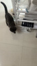 LEGENDSANDY藍氏乳鴿貓糧官方獵鳥荒野獵兔成幼十大全價品牌凍干店排行榜 藍氏獵鳥乳鴿貓糧10KG 曬單實拍圖