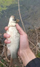福翼OLED翹嘴超長行程夜光浮漂高靈敏草鳊鰱鳙大物魚漂變色電子漂 ZF04【行程翹草鳊】鉛5.0g 變色（1支裝+1粒322電池） 曬單實拍圖