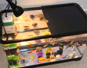 闊庭（KUOTING）闊庭魚缸懶人魚缸家用客廳辦公室水培吊籃金魚缸過濾魚缸白色款 曬單實(shí)拍圖
