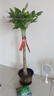 臨雅30天包活發(fā)財(cái)樹(shù)大盆栽室內(nèi)綠植客廳大型步步高招財(cái)樹(shù)植物喬遷開(kāi)業(yè) 發(fā)財(cái)樹(shù)1.3-1.4米（福字款）送土+彩帶+肥 曬單實(shí)拍圖