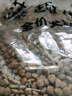 麥富迪狗糧 藻趣兒狗糧成犬糧牛肉螺旋藻 均衡營養(yǎng)7.5kg/15斤 曬單實拍圖